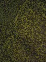 Celestial Eye: Peerl