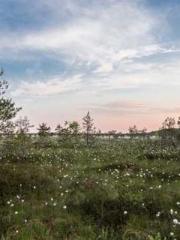 Mr. Gu, your wife is