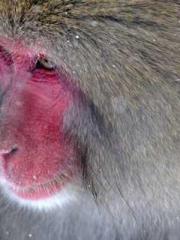 Shu Tinglan Lawyer Z