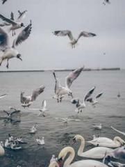 Cold-hearted Inkapos