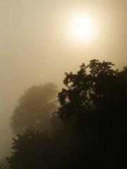 I have seven fairy g