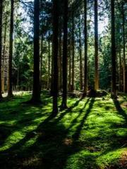 Becoming a solitary 