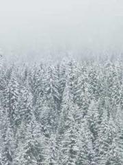 Retired War God Yang