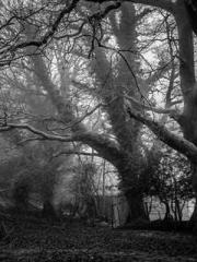 Celestial Eye: Peerl